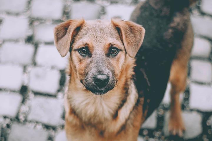 В Черногорске проверили организацию по отлову бездомных животных 